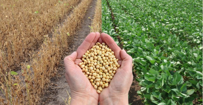 Change in global trade policies impacting soybean 