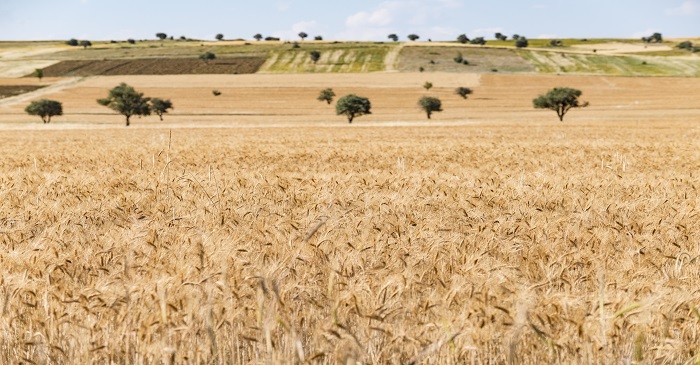 Impact of tariffs on Canada feed grains trade