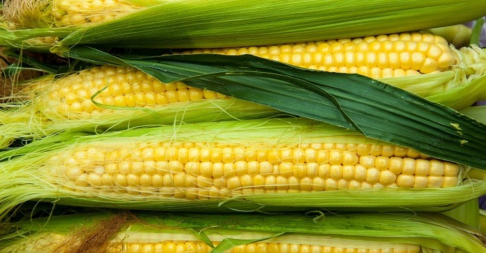 Mexico to import corn from Brazil to fulfil local demand