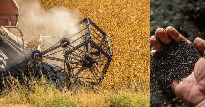 Trade war impact on canola - production and demand 