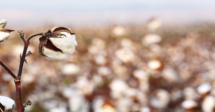 Cotton not much affected by US – China trade issue 