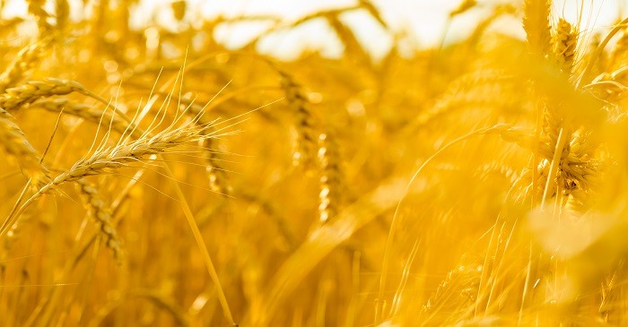 US surplus wheat harvests amidst trade war
