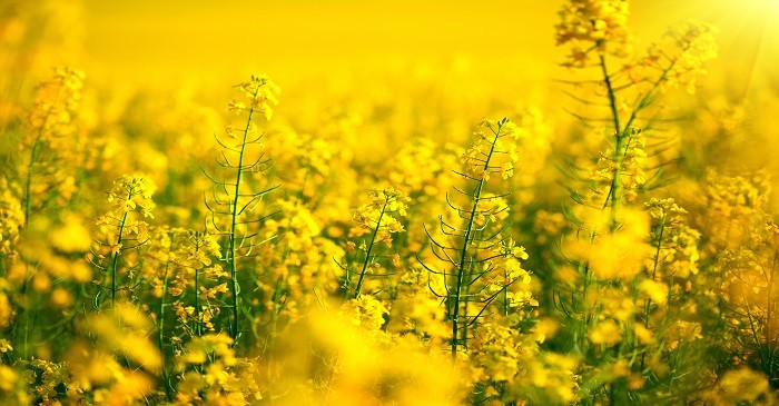 Gain in canola oil due to production concerns