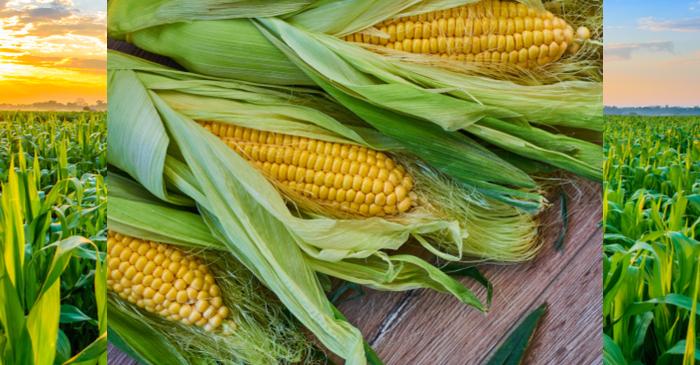 US Farmers to Increase Corn Acreage to Shelter from Lower Soy Prices