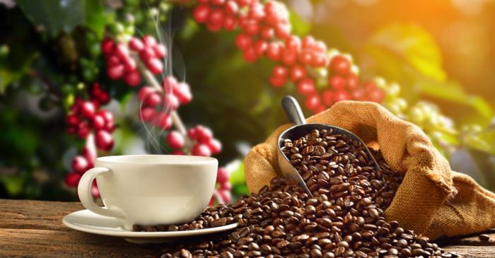 Coffee Arabica could be extinct in 60 years