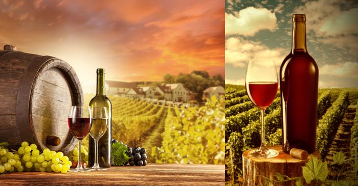Investment in Wine, Farms and Scams 