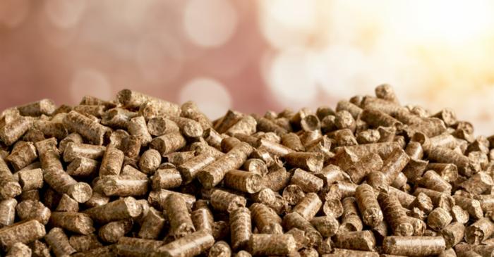 Biomass: Is It Renewable And Carbon Free?