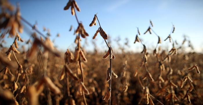 Soy plants are seen at a farm in Carlos Casares