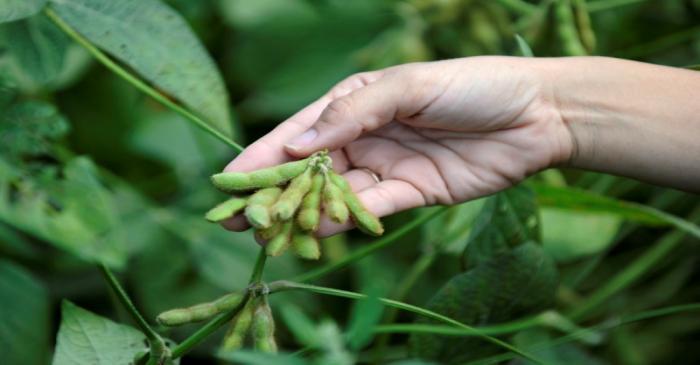 FILE PHOTO: Meagan Kaiser holds a still-growing soybeans near Norborne, Missouri
