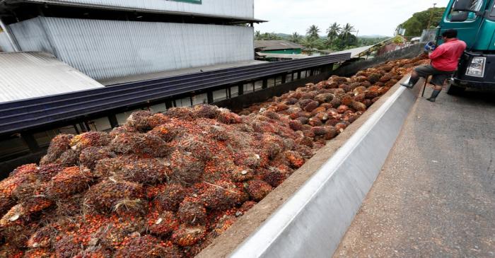 A worker unloads palm oil fruit bunches from a lorry inside a palm oil mill in Bahau, Negeri