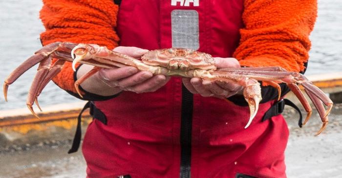 FILE PHOTO: A fisherman holds a snow crab in Kjoellefjord