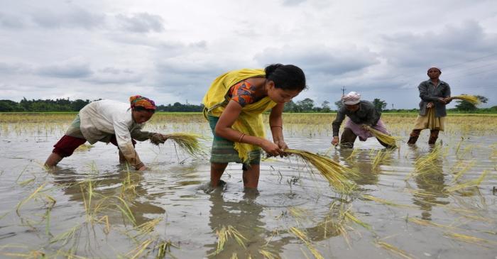 FILE PHOTO - Women plant rice saplings at a paddy field in a village in Nagaon district