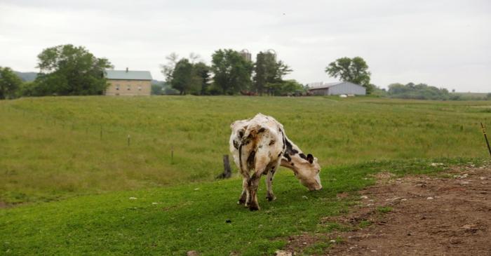 A dairy cow is seen grazing  at the family farm, God Green Acres in Mayville