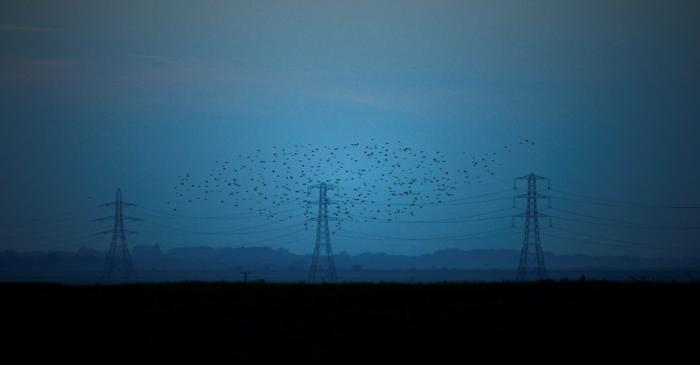 Migrating starlings fly at dusk past electricity pylons silhouetted by the sunset of a clear
