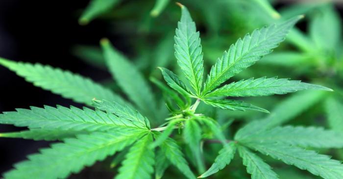 FILE PHOTO: Marijuana plants are displayed for sale at Canna Pi medical marijuana dispensary in