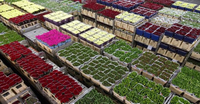 Flowers are prepared at a FloraHolland warehouse in Aalsmeer
