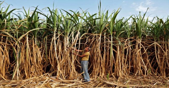 A farmer works in his sugarcane field on the outskirts of Ahmedabad