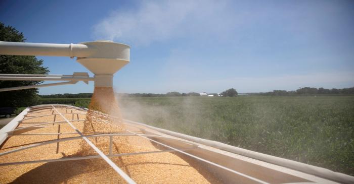FILE PHOTO: FILE PHOTO: Corn is loaded into a truck at a farm in Tiskilwa, Illinois