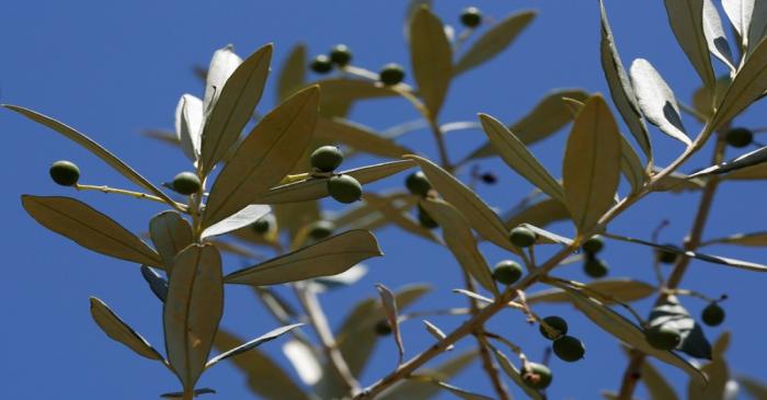 Olives are seen in an olive plantation in Amelia