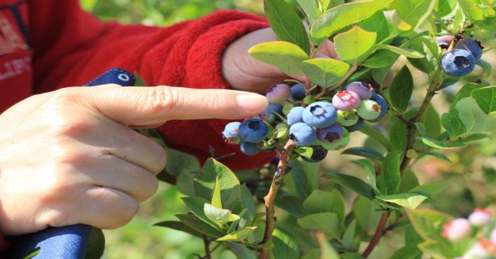 A blueberry picker inspects the fruit for ripeness in Richmond, British Columbia, Canada on