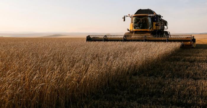 A combine harvests wheat in a field of the Solgonskoye private farm outside the Siberian