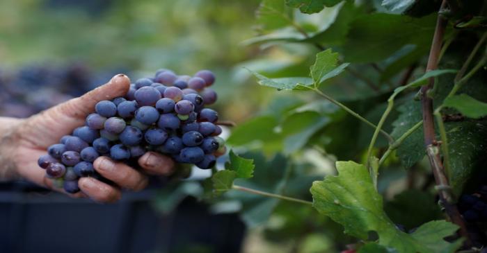 Workers collect grapes in a Taittinger wineyard during the traditional Champagne wine harvest