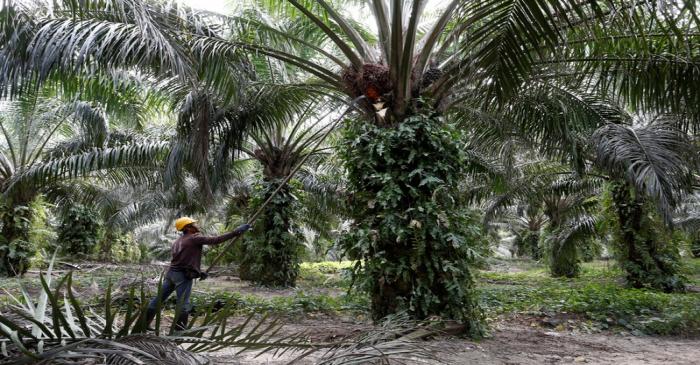FILE PHOTO: A worker collects palm oil fruits at a plantation in Bahau, Negeri Sembilan
