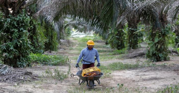Worker collects palm oil fruits at a plantation in Bahau, Negeri Sembilan