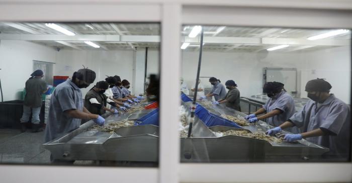 Workers process shrimp on production lines at a processing factory in Maracaibo
