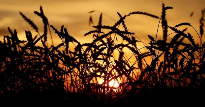 File photo of wheat seen during sunset in a field of Solgonskoye farming company in village of