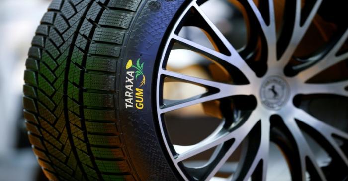 FILE PHOTO: An alternative Continental winter tyre made of dandelion rubber is pictured in
