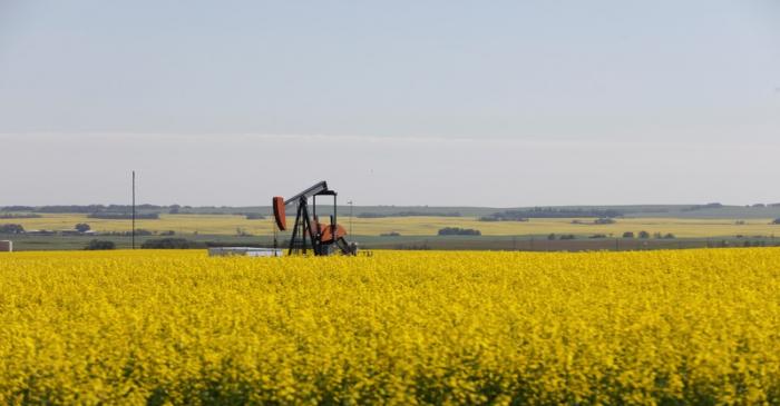Western Canadian canola fields surrounding an oil pump jack are seen in full bloom before they