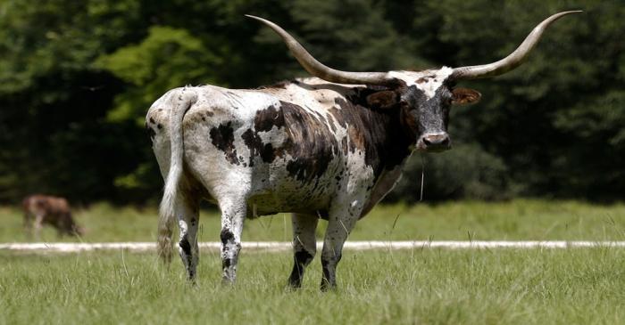 FILE PHOTO: Cattle are seen on a farm in Stowell