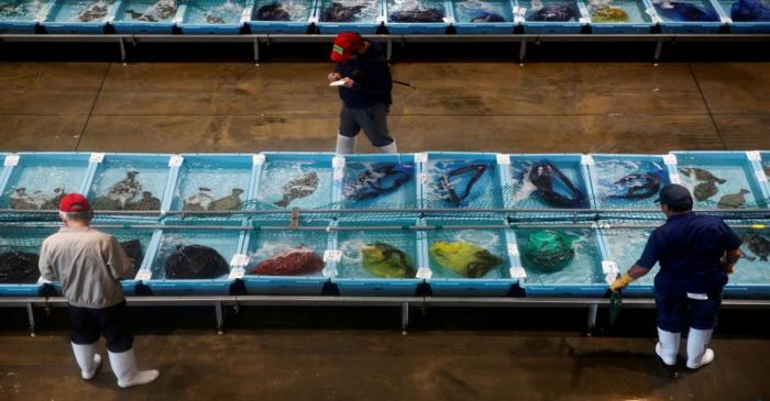 FILE PHOTO: Buyers inspect the quality of fish at the Ofunato fish market in Ofunato