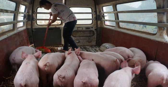 Man sweeps next to pigs kept temporarily inside a vehicle in Baise