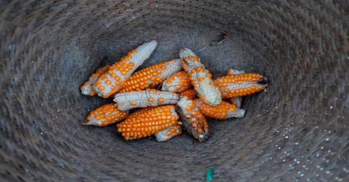 FILE PHOTO: Stunted corn pictured inside a rattan basket in a cornfield at Nuodong village of