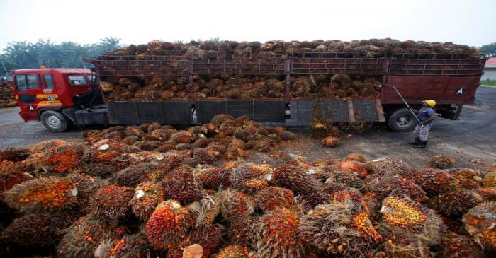 FILE PHOTO: A worker unloads palm oil fruits from a lorry inside a palm oil factory in Salak