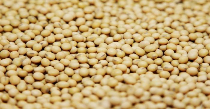 FILE PHOTO: A bushel of soybeans are shown on display in the Monsanto research facility in