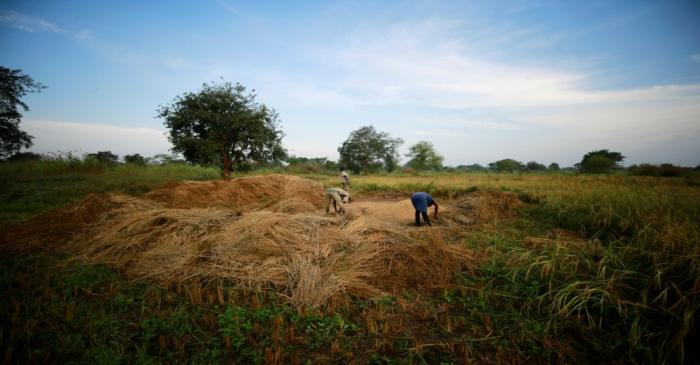 Farmers are seen threshing harvested rice in Benue