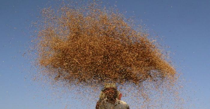 A farmer winnows paddy crops at a field on the outskirts of Agartala