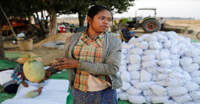 A worker transports melons for packing in Madauk, Bago