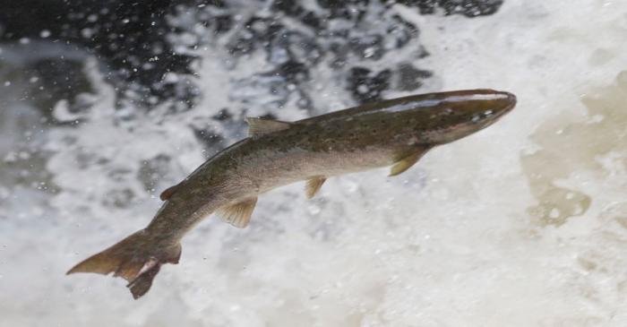 A salmon attempts to leap rapids on the river Braan in Perthshire, Scotland