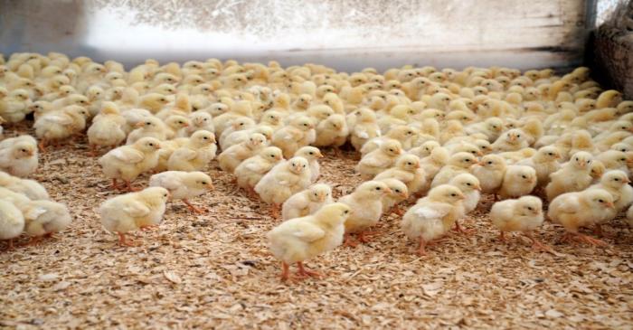 Baby chicks wait to be fed at Ward Family Farms in Pawnee