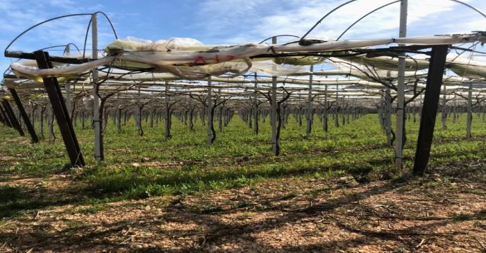 Grape vines for the Italia variety of grape are seen in Noicattaro, a major area of grape