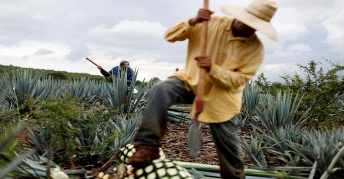 FILE PHOTO: A farmer, also known as a jimador, harvests blue agave in a plantation in