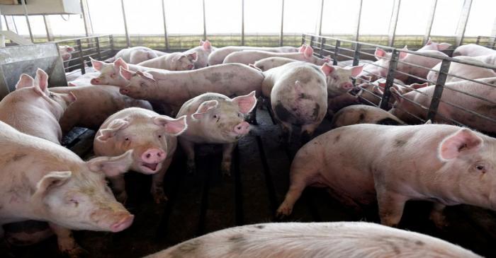 Hog farm in Kenyon, Minnesota