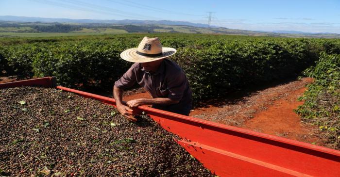 FILE PHOTO: A worker arranges harvested coffee cherries inside a tractor in a plantation in the