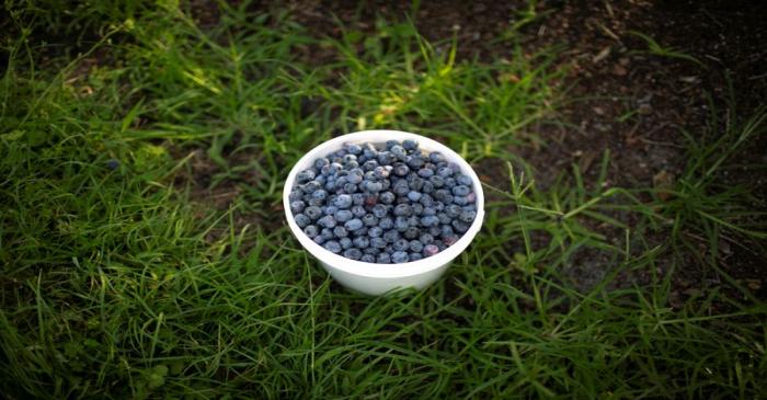 A container filled with blueberries is seen during a harvest at a farm in Lake Wales