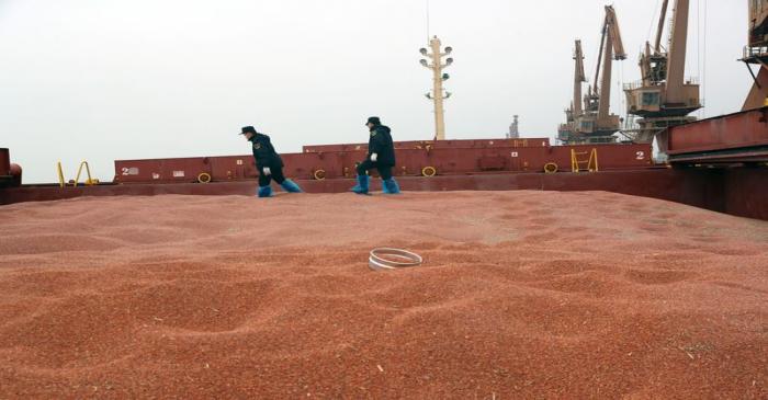 FILE PHOTO:  Customs officers inspect a shipment of sorghum from the U.S. on a cargo ship at