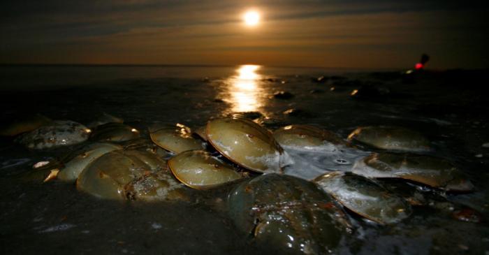 FILE PHOTO: Atlantic Horseshoe crabs come ashore to spawn and lay eggs on Pickering beach in